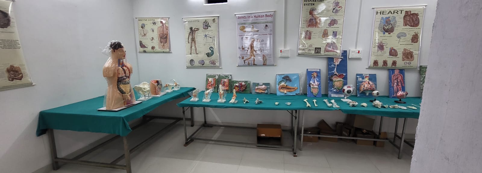 Anatomy Lab - Specimens